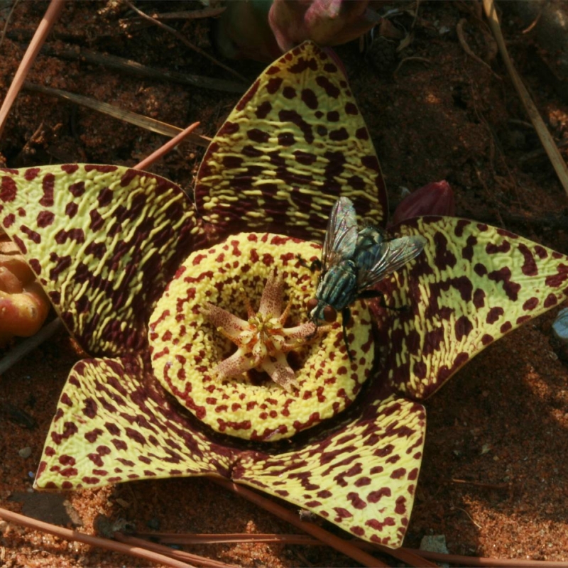 Carrion Plant Orbea variegata